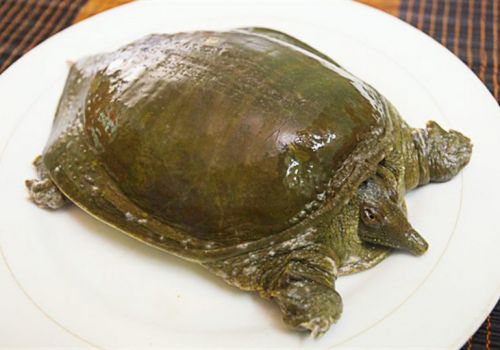 Cách làm thịt ba ba và những món ngon khó cưỡng từ ba ba